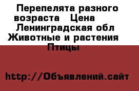 Перепелята разного возраста › Цена ­ 35 - Ленинградская обл. Животные и растения » Птицы   